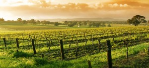Paso Robles Higher Priced Homes Paso Robles Higher Priced Homes