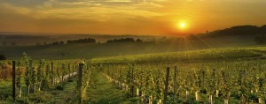 Paso Robles Homes for Sale - Vinyyard