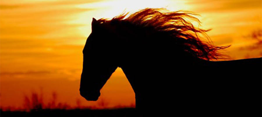 LOWER PRICED ACREAGE HOMES – HORSE AT SUNSET