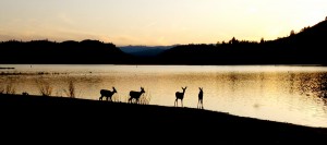 Paso Robles Land - Lake Nacimiento Paso Robles Land - Lake Nacimiento