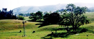 Templeton Homes for Sale -Landscape