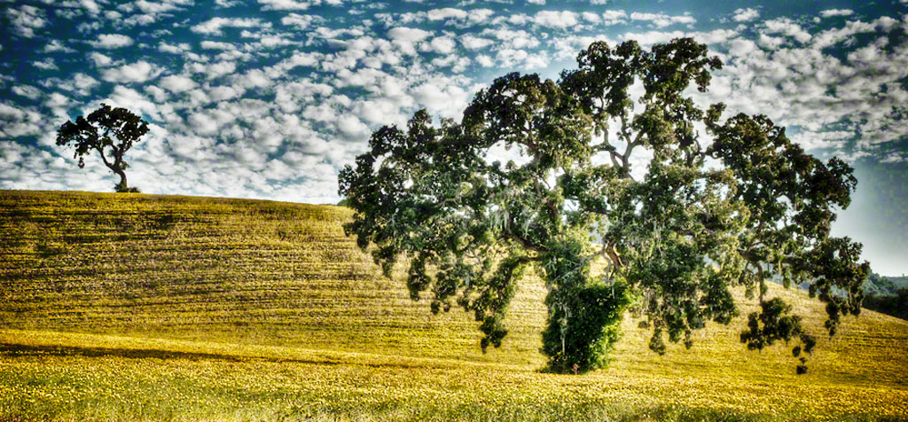 Paso Robles CA Country Side